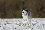 SIBERIAN HUSKY 435